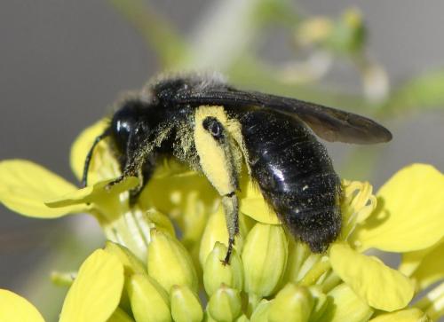 Andrena nigrospina